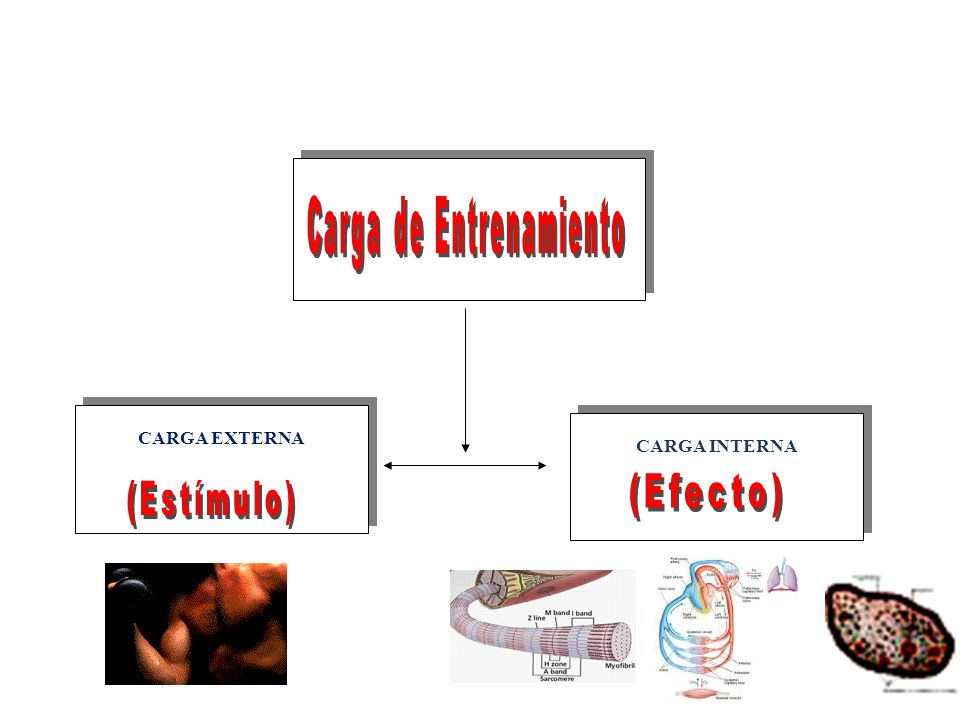 Carga de Entrenamiento
