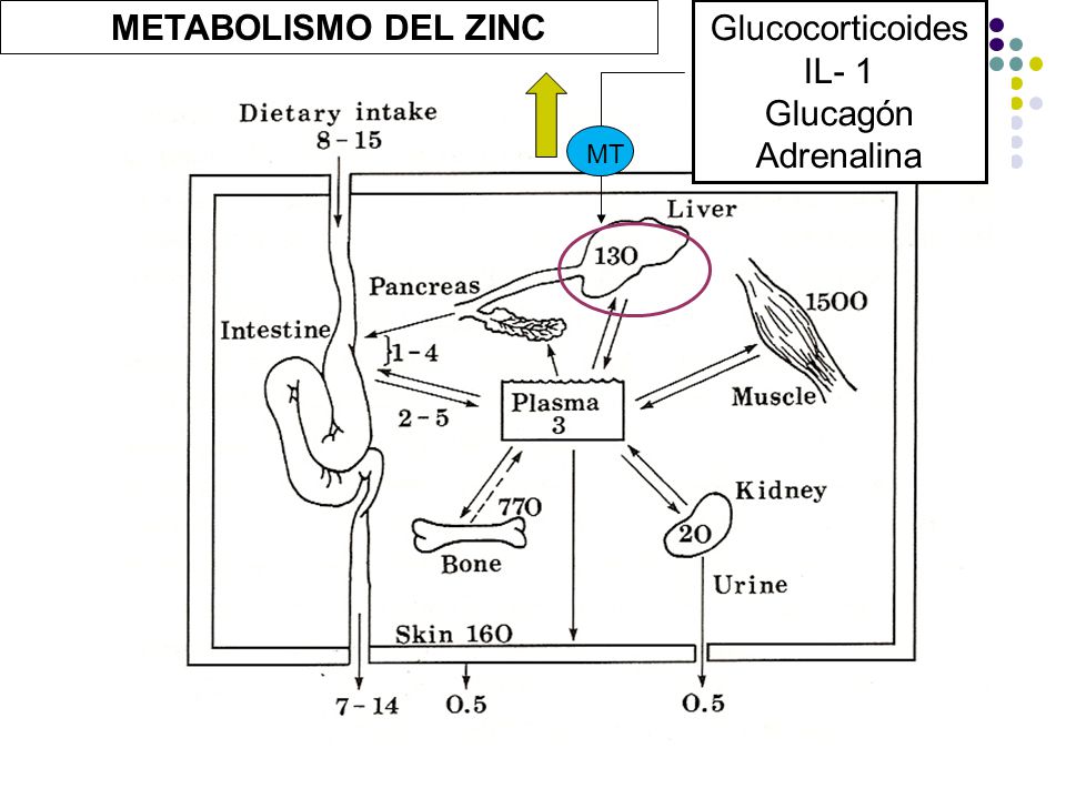 METABOLISMO DEL ZINC Glucocorticoides IL- 1 Glucagón Adrenalina MT