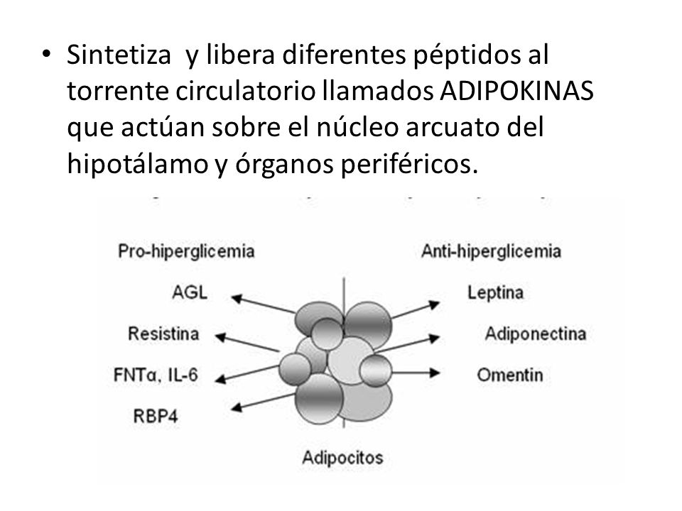 Sintetiza y libera diferentes péptidos al torrente circulatorio llamados ADIPOKINAS que actúan sobre el núcleo arcuato del hipotálamo y órganos periféricos.