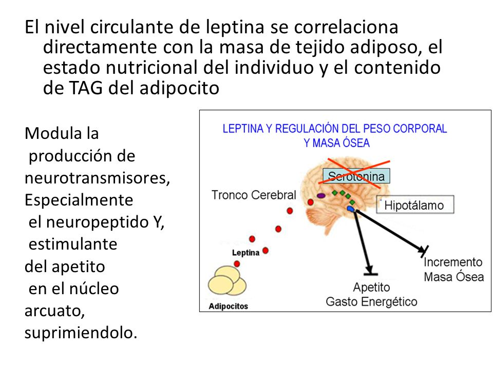 El nivel circulante de leptina se correlaciona directamente con la masa de tejido adiposo, el estado nutricional del individuo y el contenido de TAG del adipocito