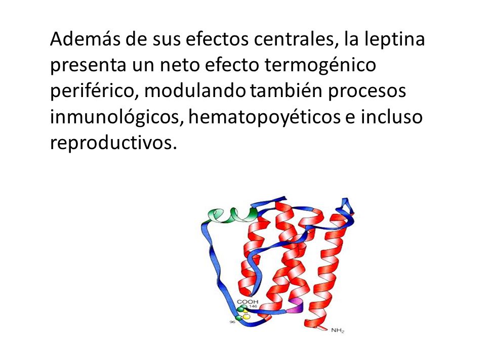 Además de sus efectos centrales, la leptina presenta un neto efecto termogénico periférico, modulando también procesos inmunológicos, hematopoyéticos e incluso reproductivos.