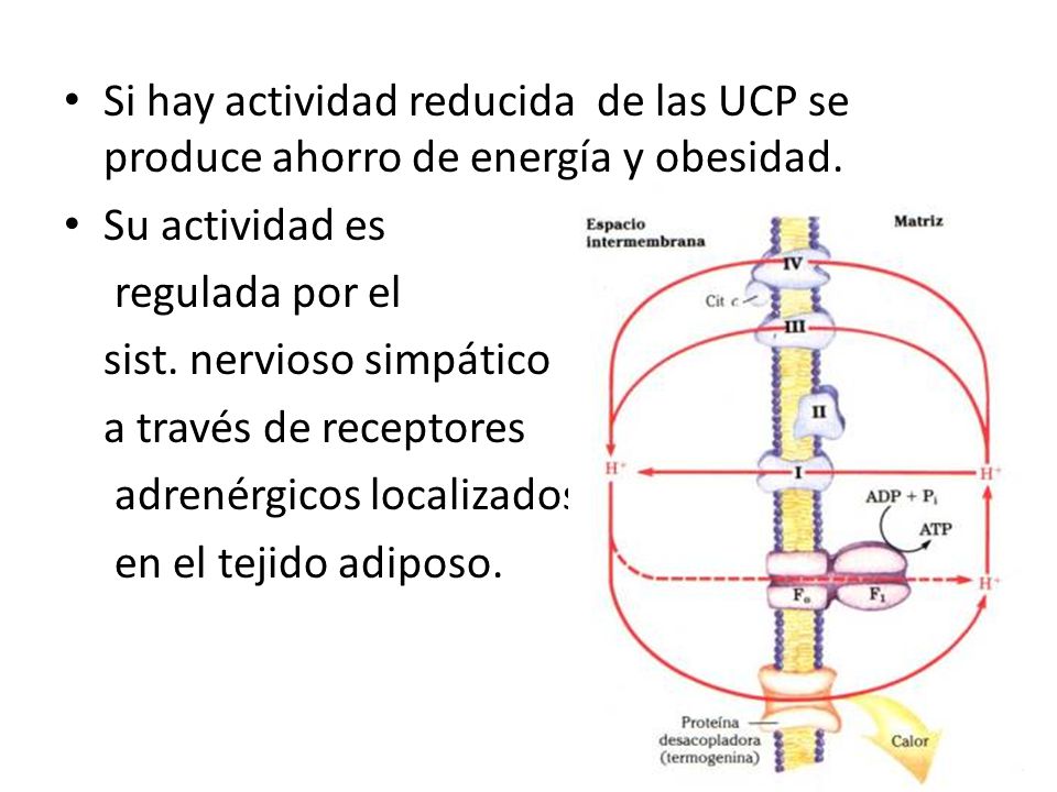 Si hay actividad reducida de las UCP se produce ahorro de energía y obesidad.