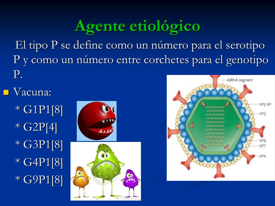 Agente etiológico El tipo P se define como un número para el serotipo P y como un número entre corchetes para el genotipo P.
