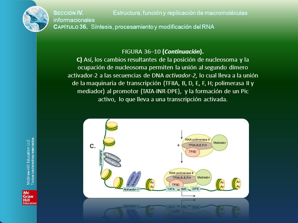 Sección IV. Estructura, función y replicación de macromoléculas informacionales