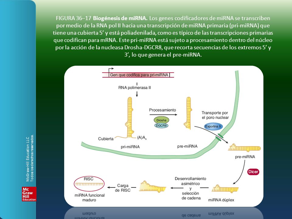 FIGURA 36–17 Biogénesis de miRNA