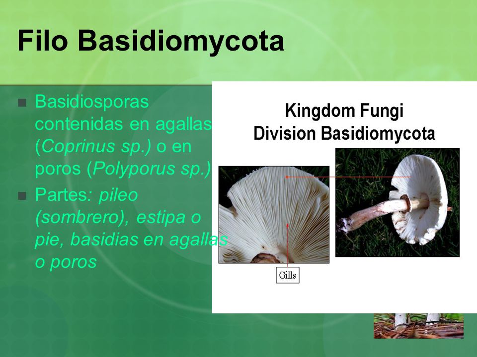 Filo Basidiomycota Basidiosporas contenidas en agallas (Coprinus sp.) o en poros (Polyporus sp.)