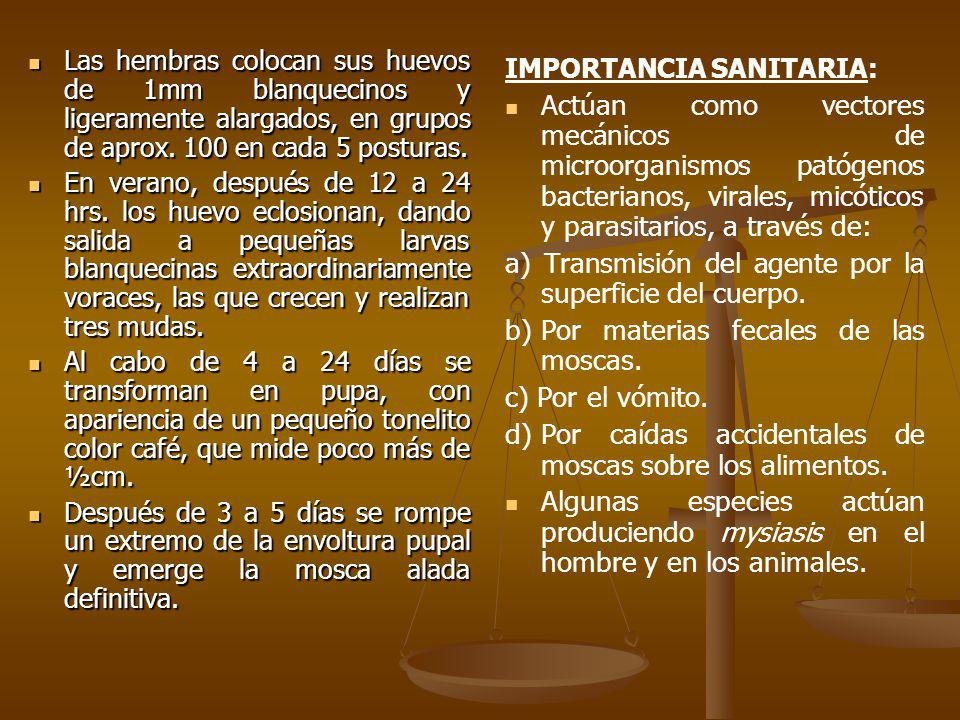 a) Transmisión del agente por la superficie del cuerpo.