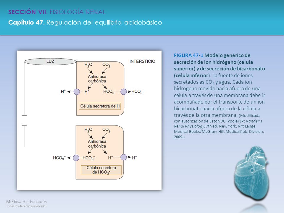 FIGURA 47-1 Modelo genérico de secreción de ion hidrógeno (célula superior) y de secreción de bicarbonato (célula inferior).