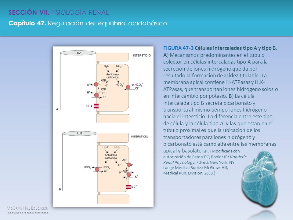 FIGURA 47-3 Células intercaladas tipo A y tipo B