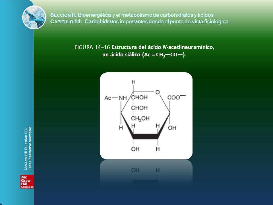 un ácido siálico (Ac = CH3—CO—).
