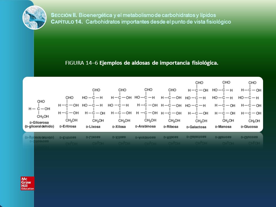FIGURA 14–6 Ejemplos de aldosas de importancia fisiológica.