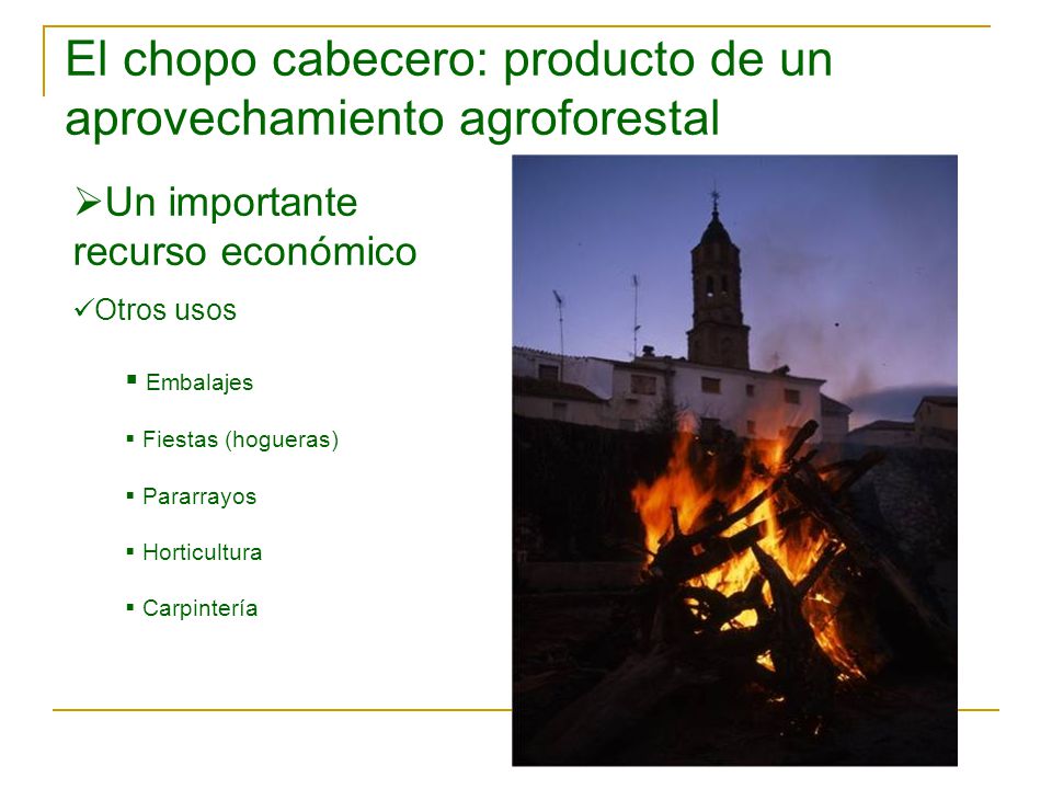 El chopo cabecero: producto de un aprovechamiento agroforestal
