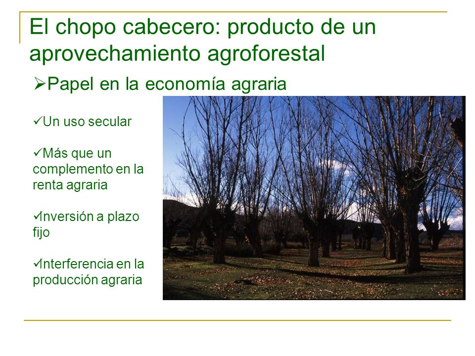El chopo cabecero: producto de un aprovechamiento agroforestal