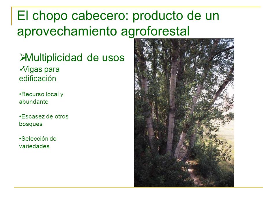 El chopo cabecero: producto de un aprovechamiento agroforestal