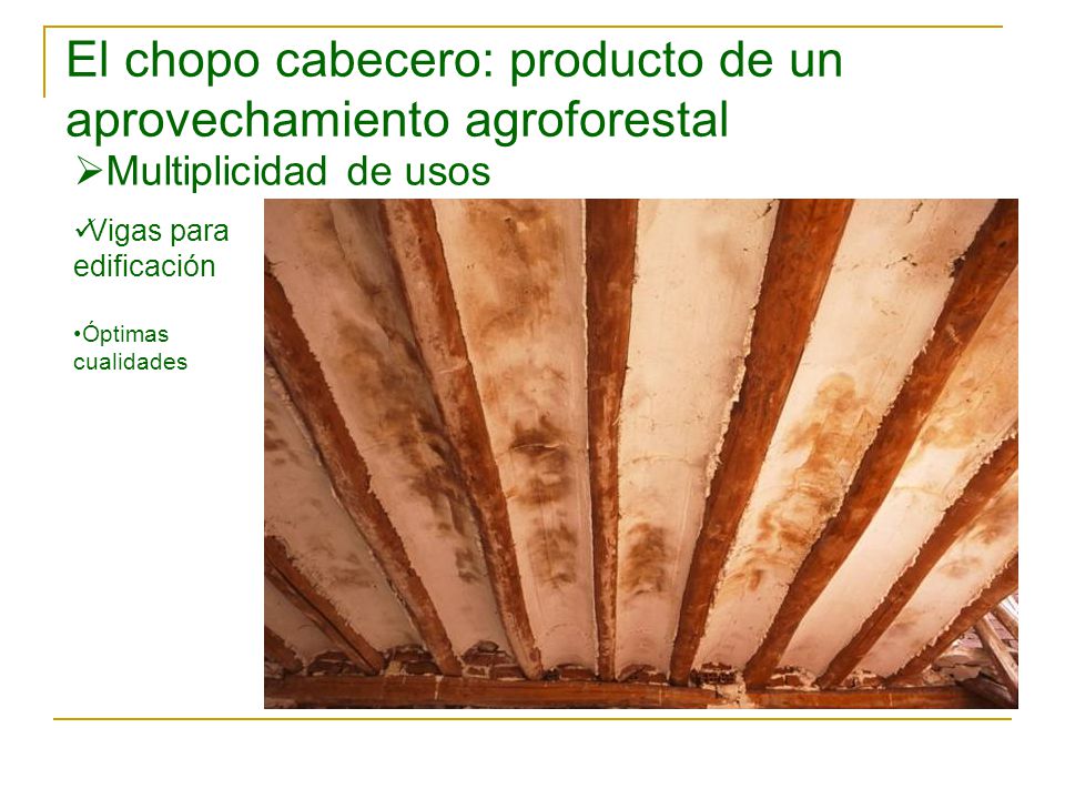 El chopo cabecero: producto de un aprovechamiento agroforestal