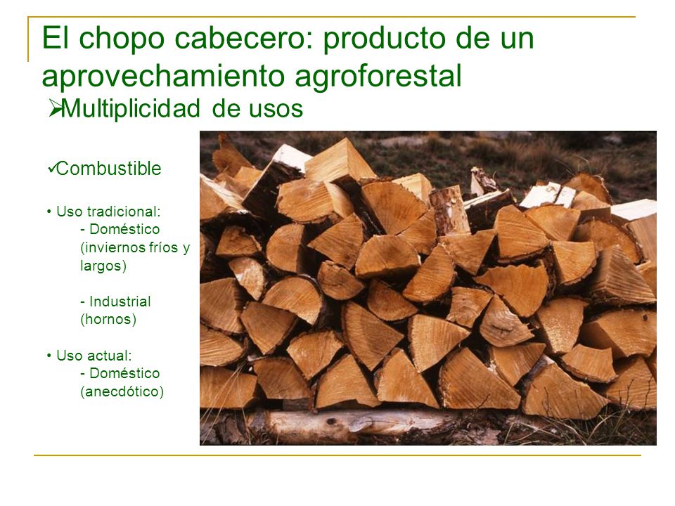 El chopo cabecero: producto de un aprovechamiento agroforestal