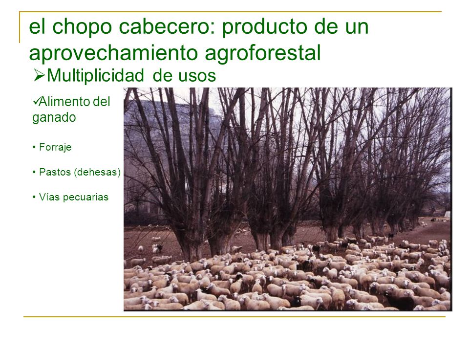 el chopo cabecero: producto de un aprovechamiento agroforestal
