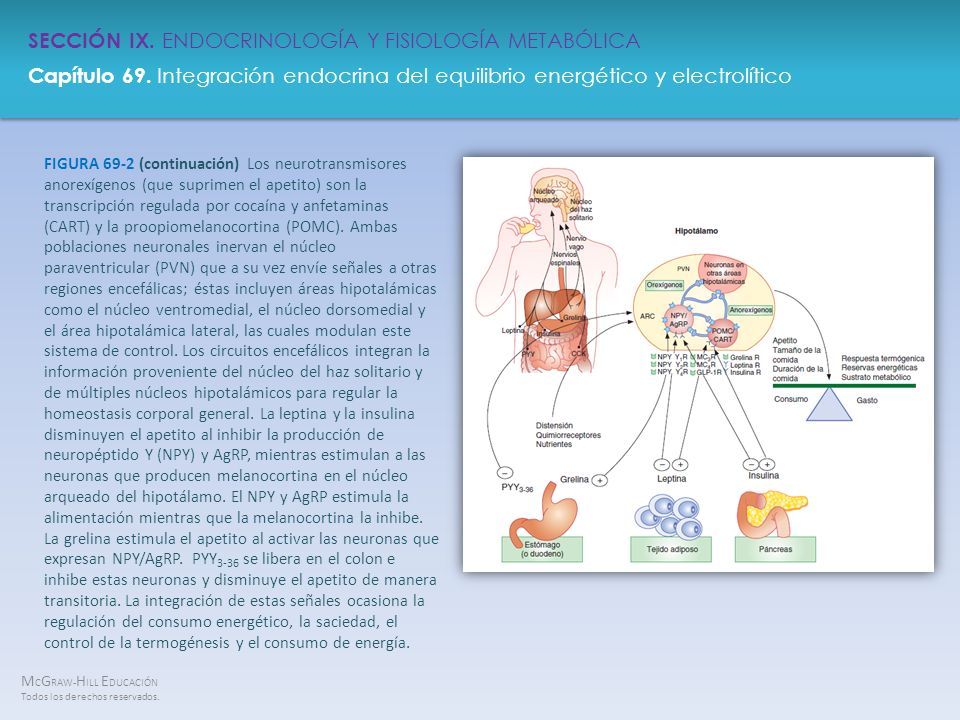 FIGURA 69-2 (continuación) Los neurotransmisores anorexígenos (que suprimen el apetito) son la transcripción regulada por cocaína y anfetaminas (CART) y la proopiomelanocortina (POMC).