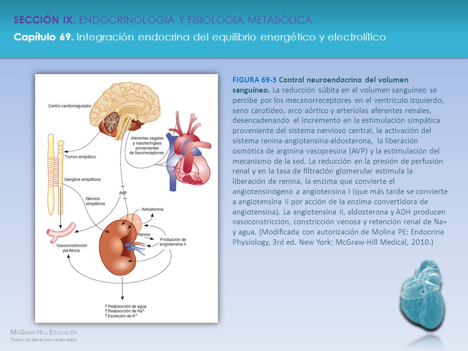 FIGURA 69-3 Control neuroendocrino del volumen sanguíneo