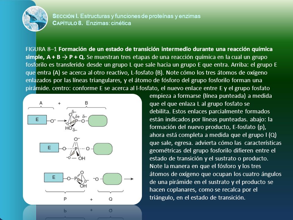 Sección I. Estructuras y funciones de proteínas y enzimas