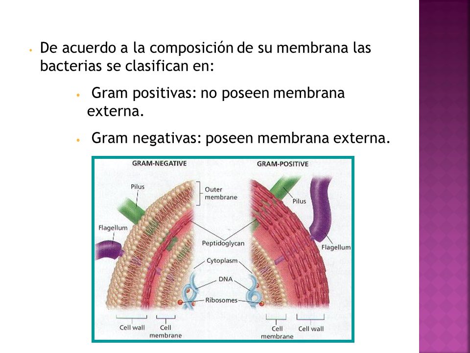 De acuerdo a la composición de su membrana las bacterias se clasifican en: