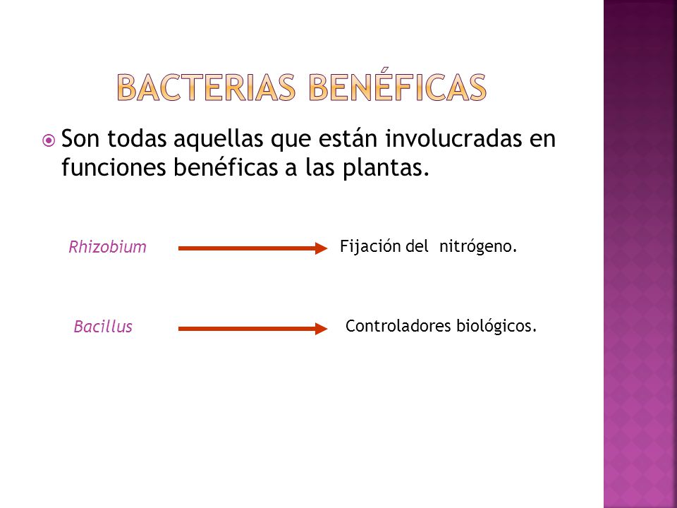 Bacterias benéficas Son todas aquellas que están involucradas en funciones benéficas a las plantas.