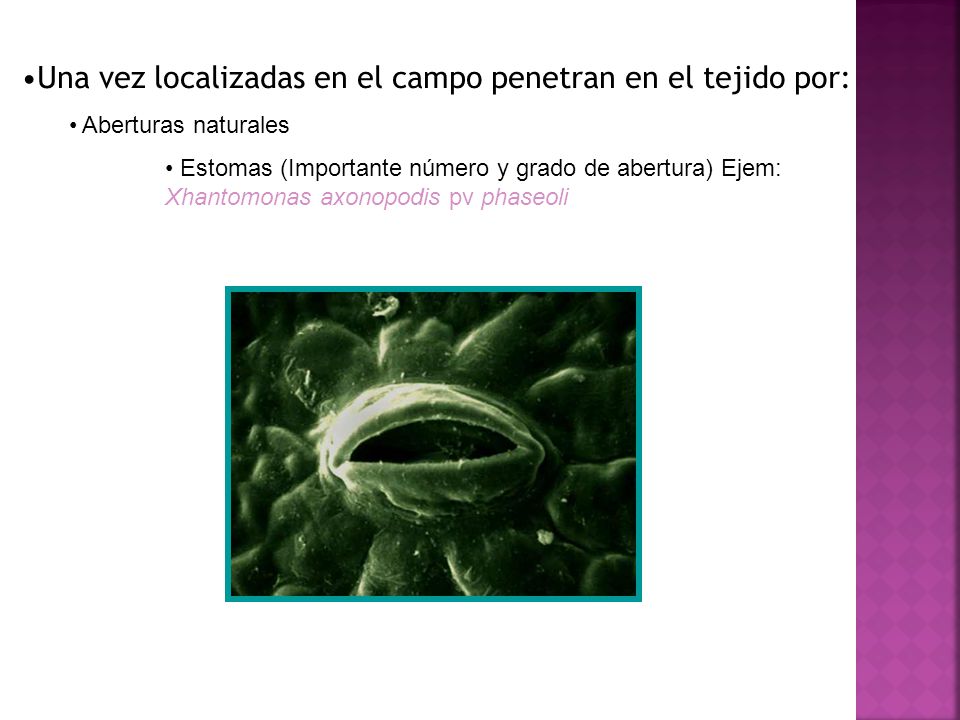 Una vez localizadas en el campo penetran en el tejido por: