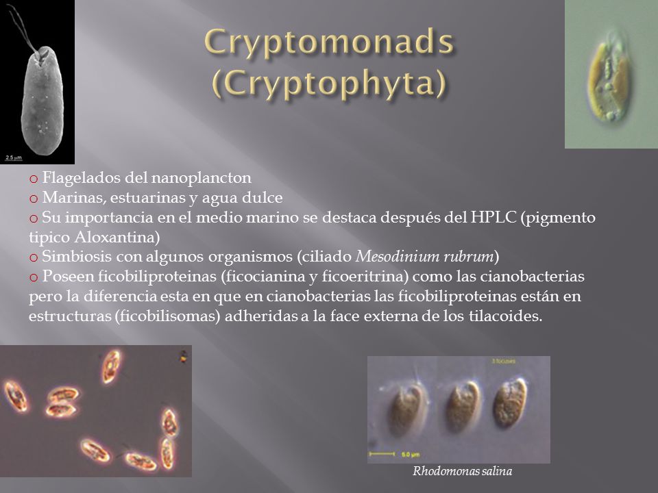 Cryptomonads (Cryptophyta)