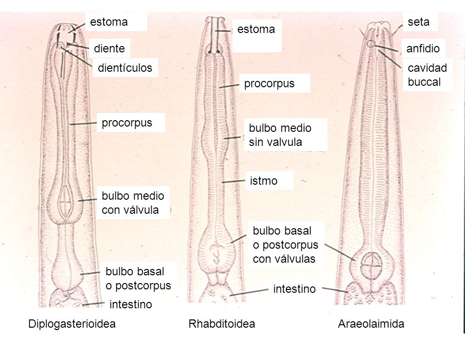 Diplogasterioidea Rhabditoidea. Araeolaimida. bulbo basal. o postcorpus. diente. dientículos. cavidad.