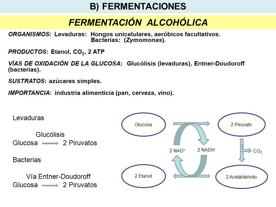 FERMENTACIÓN ALCOHÓLICA