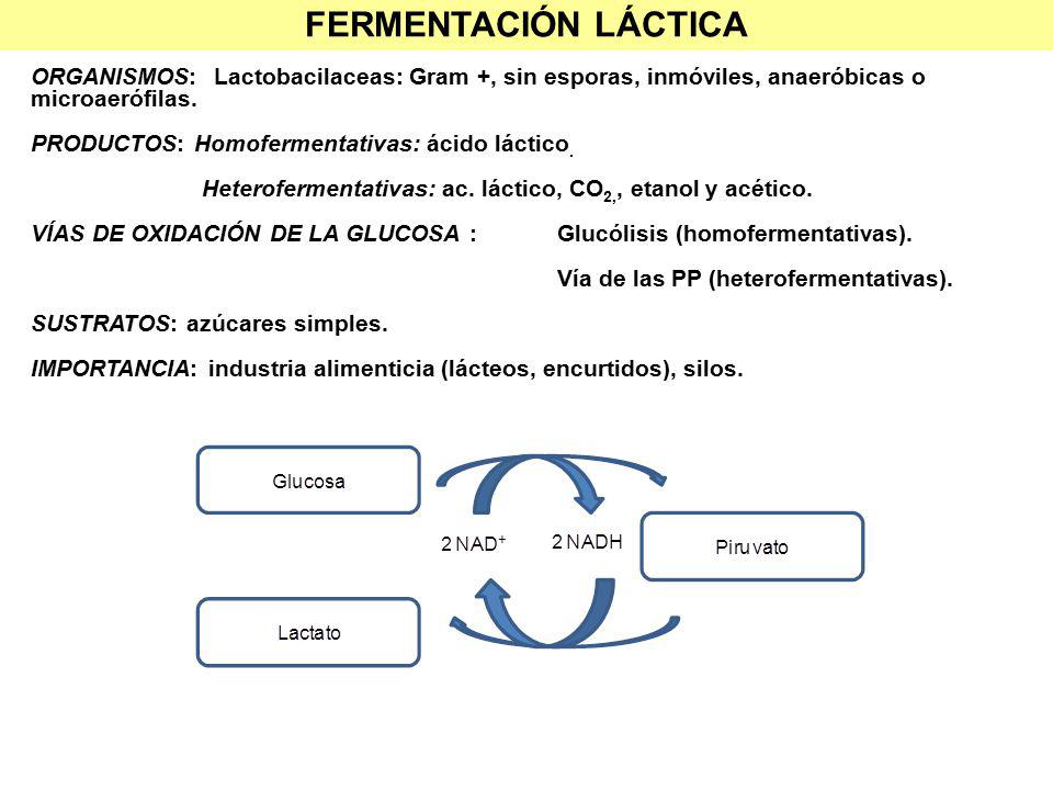 FERMENTACIÓN LÁCTICA ORGANISMOS: Lactobacilaceas: Gram +, sin esporas, inmóviles, anaeróbicas o microaerófilas.
