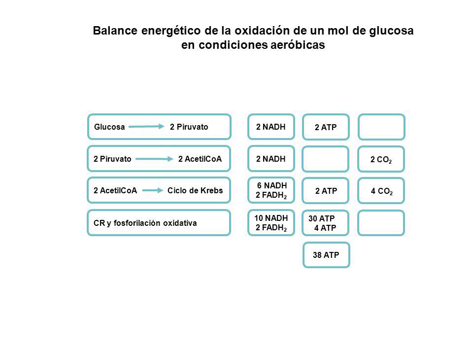 Balance energético de la oxidación de un mol de glucosa en condiciones aeróbicas