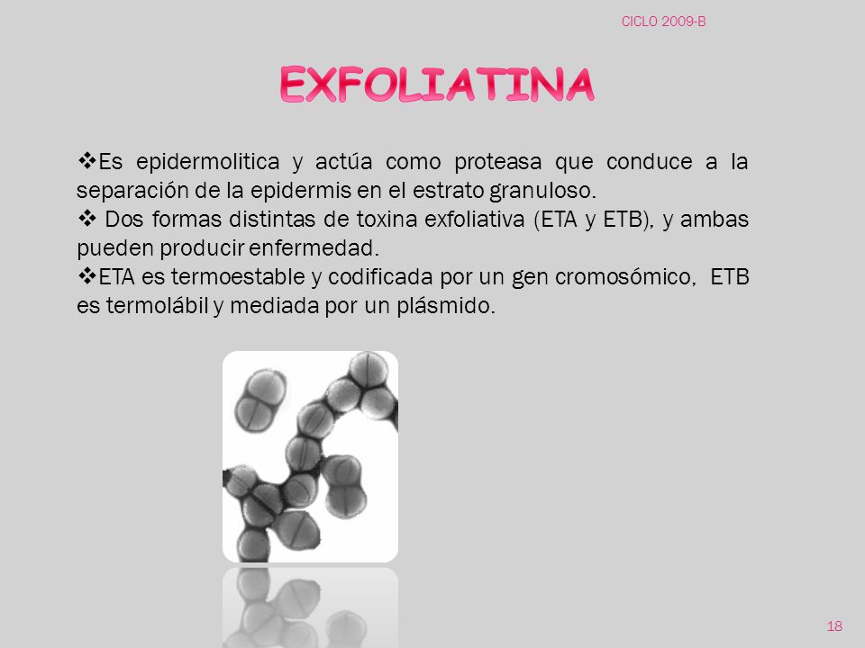 CICLO 2009-B EXFOLIATINA. Es epidermolitica y actúa como proteasa que conduce a la separación de la epidermis en el estrato granuloso.