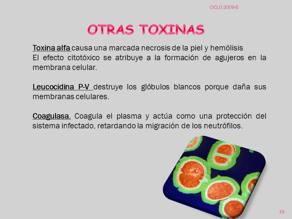 CICLO 2009-B OTRAS TOXINAS. Toxina alfa causa una marcada necrosis de la piel y hemólisis.