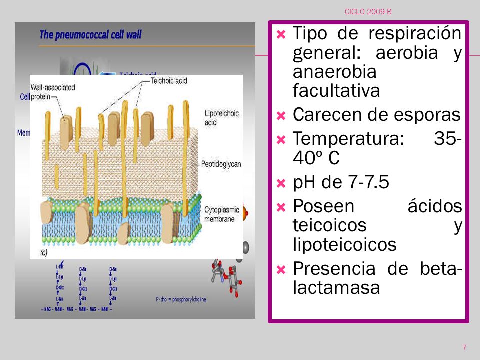 Tipo de respiración general: aerobia y anaerobia facultativa