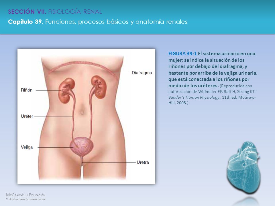 FIGURA 39-1 El sistema urinario en una mujer; se indica la situación de los riñones por debajo del diafragma, y bastante por arriba de la vejiga urinaria, que está conectada a los riñones por medio de los uréteres.