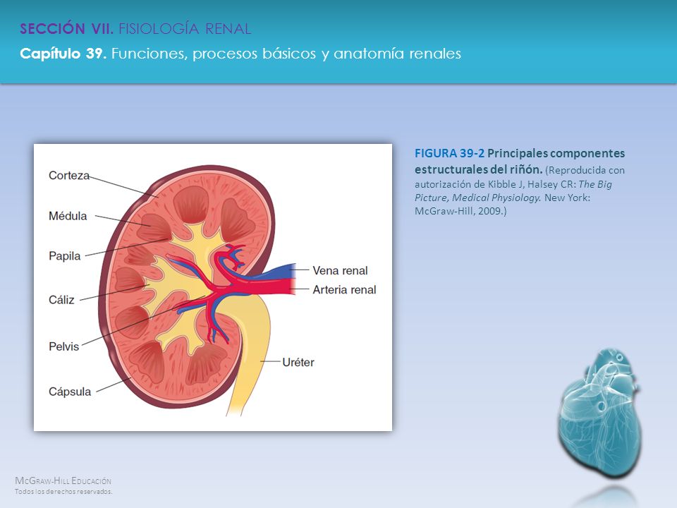 FIGURA 39-2 Principales componentes estructurales del riñón