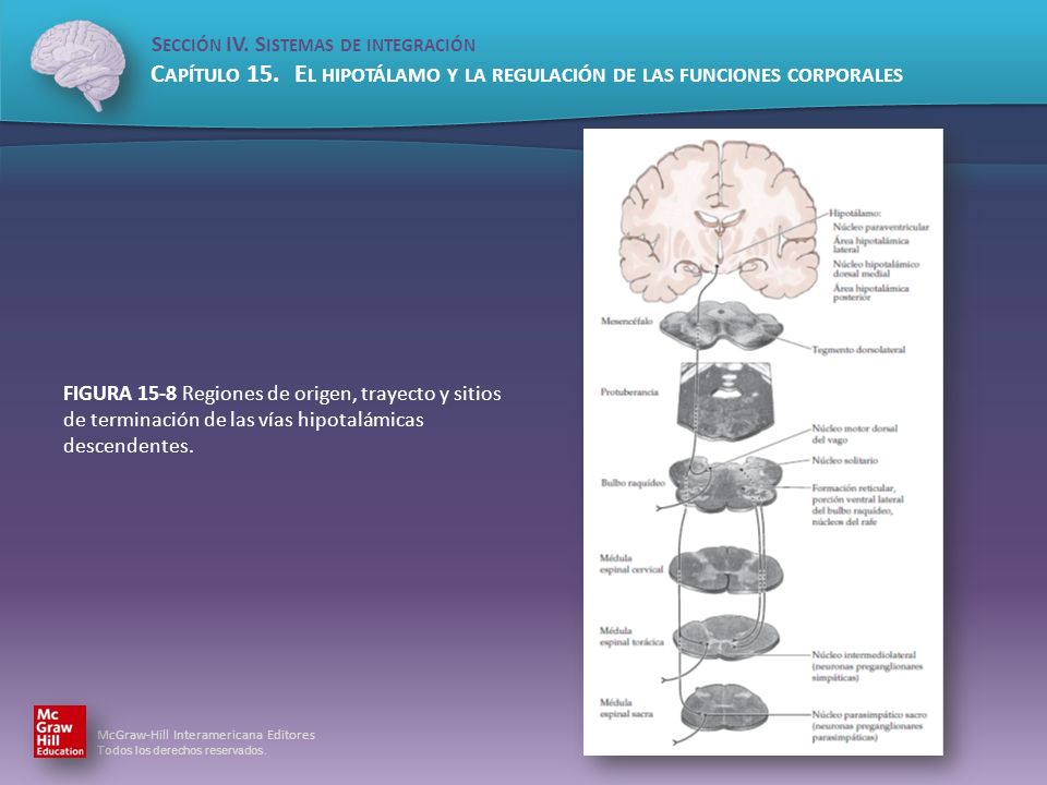 FIGURA 15-8 Regiones de origen, trayecto y sitios de terminación de las vías hipotalámicas descendentes.