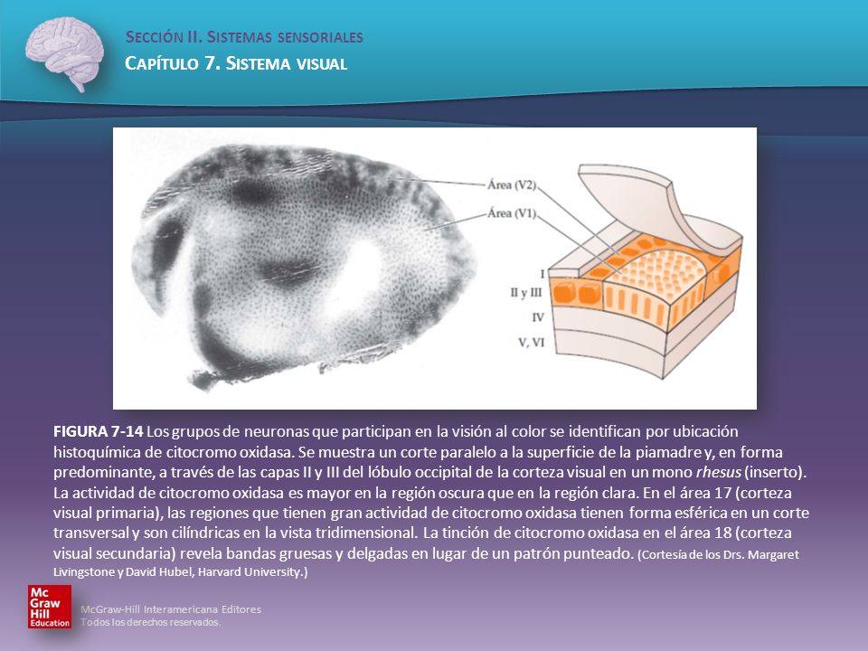 FIGURA 7-14 Los grupos de neuronas que participan en la visión al color se identifican por ubicación histoquímica de citocromo oxidasa.