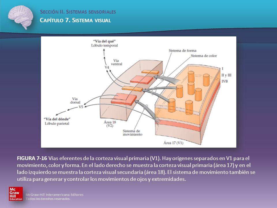FIGURA 7-16 Vías eferentes de la corteza visual primaria (V1)