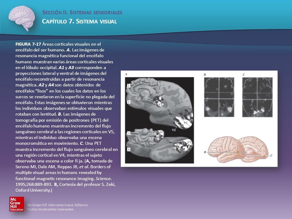 FIGURA 7-17 Áreas corticales visuales en el encéfalo del ser humano. A
