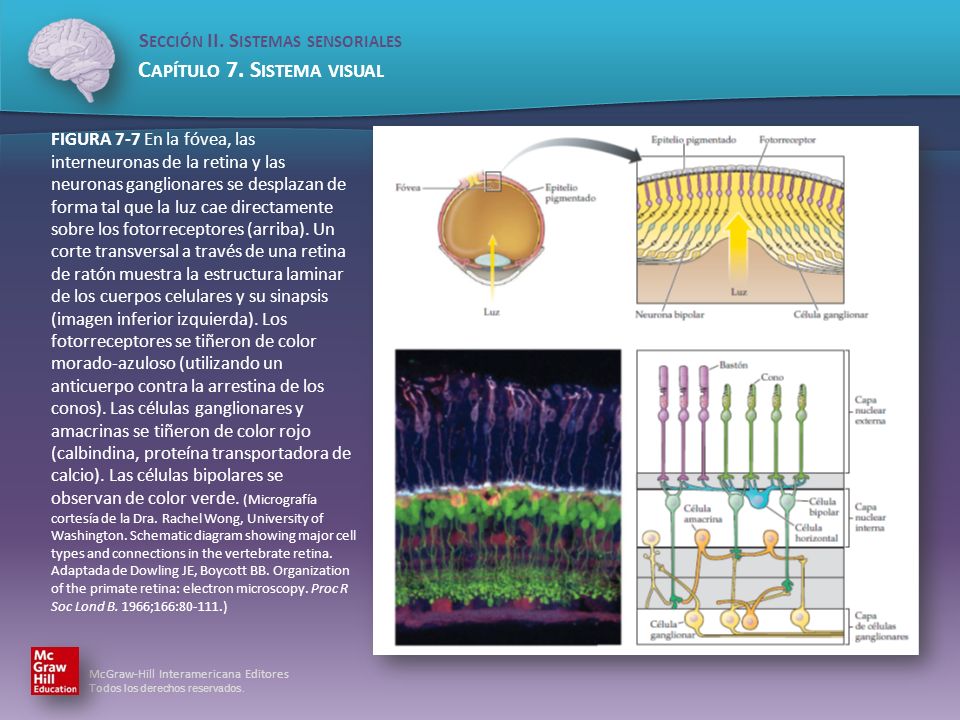 FIGURA 7-7 En la fóvea, las interneuronas de la retina y las neuronas ganglionares se desplazan de forma tal que la luz cae directamente sobre los fotorreceptores (arriba).
