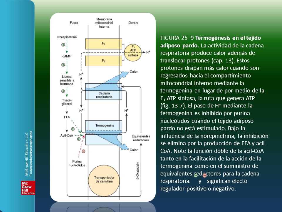 FIGURA 25–9 Termogénesis en el tejido adiposo pardo