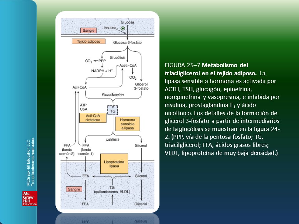 FIGURA 25–7 Metabolismo del triacilglicerol en el tejido adiposo