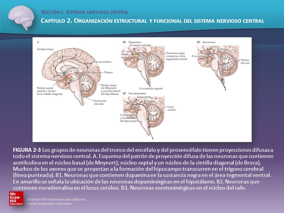FIGURA 2-3 Los grupos de neuronas del tronco del encéfalo y del prosencéfalo tienen proyecciones difusas a todo el sistema nervioso central.