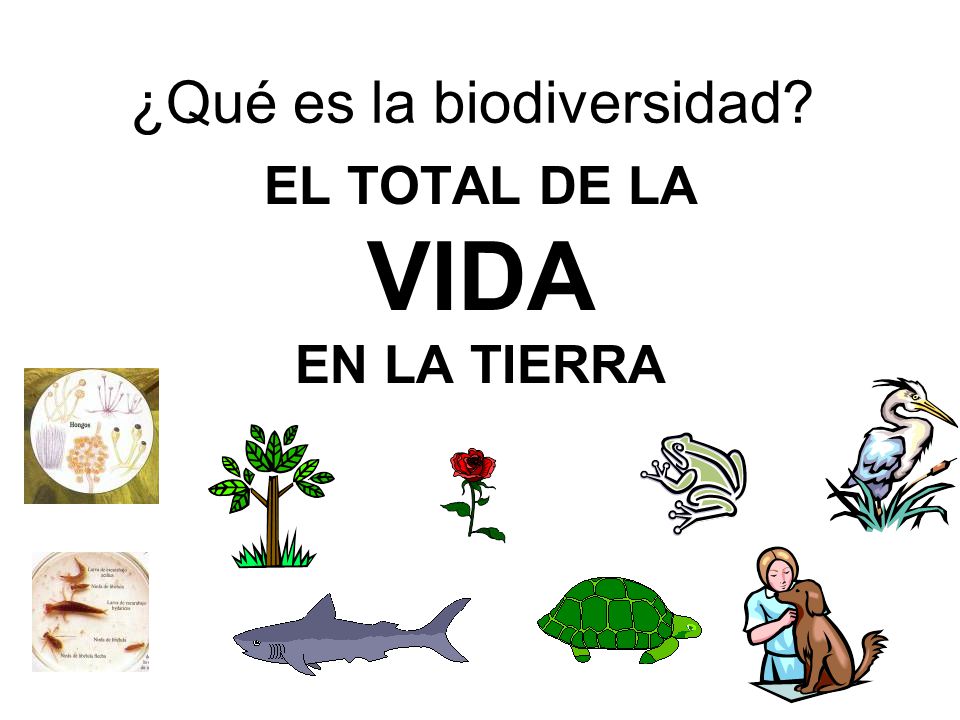 ¿Qué es la biodiversidad