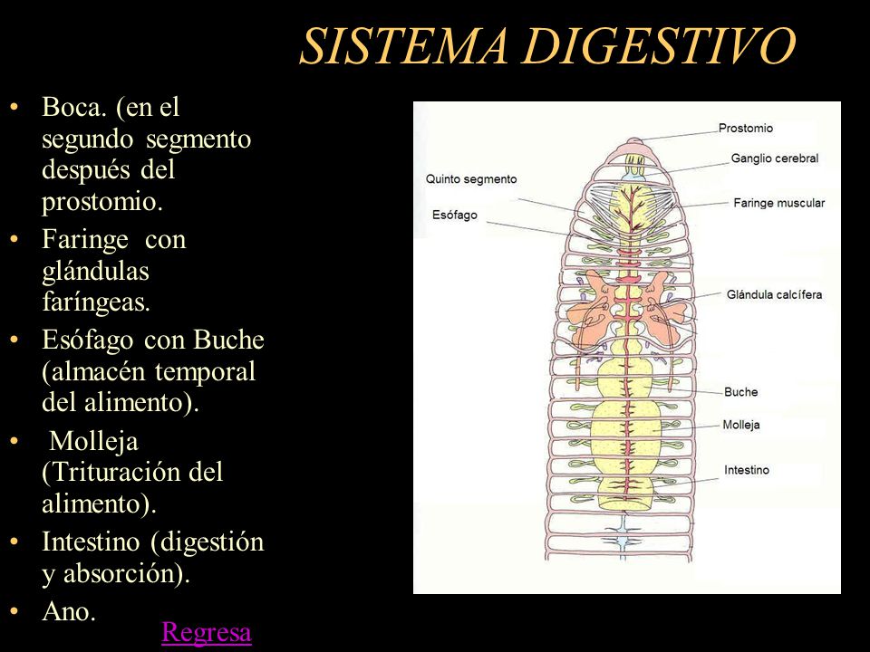 SISTEMA DIGESTIVO Boca. (en el segundo segmento después del prostomio.