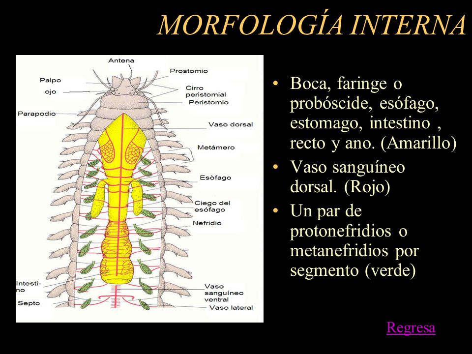 MORFOLOGÍA INTERNA Boca, faringe o probóscide, esófago, estomago, intestino , recto y ano. (Amarillo)