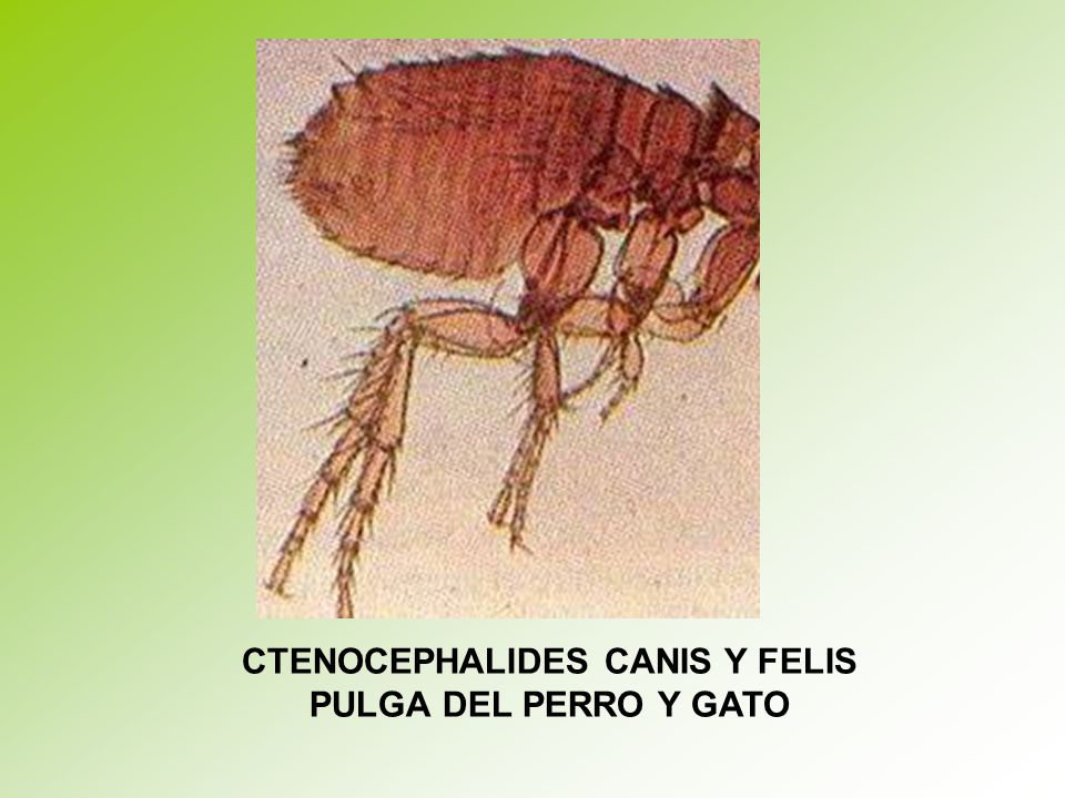 CTENOCEPHALIDES CANIS Y FELIS