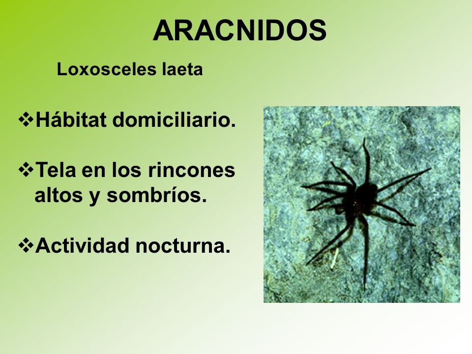 ARACNIDOS Hábitat domiciliario. Tela en los rincones altos y sombríos.